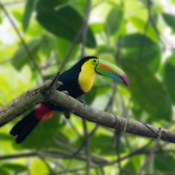 Toucan2 Large