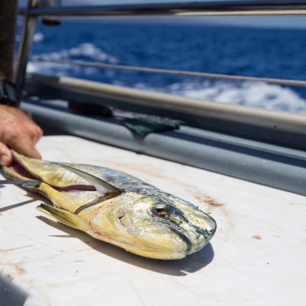 fresh-cut-fish-on-an-ocean-charter-boat Large