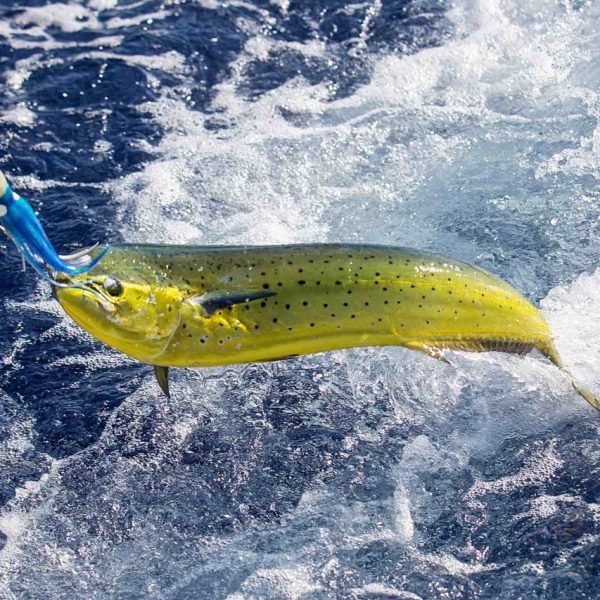 fresh-mahi-mahi-being-caught-in-ocean Large