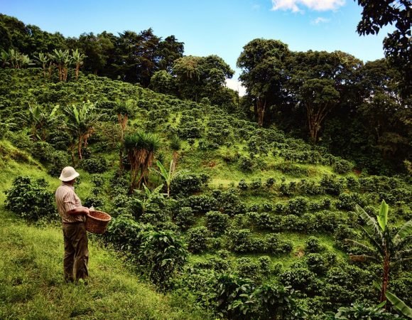 MONTEVERDE CLOUD FOREST - HANGING BRIDGES + COFFEE TOUR