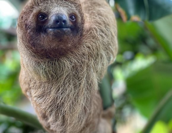 RAINFOREST SLOTH DISCOVERY & WATERFALL SWIM