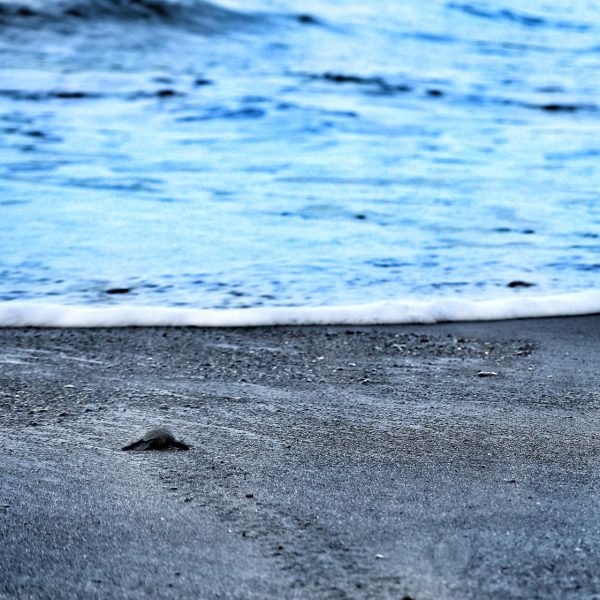 77242771_10157687137151788_3416083302086344704_o Large