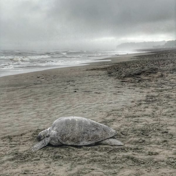 Arribada Ostional Large