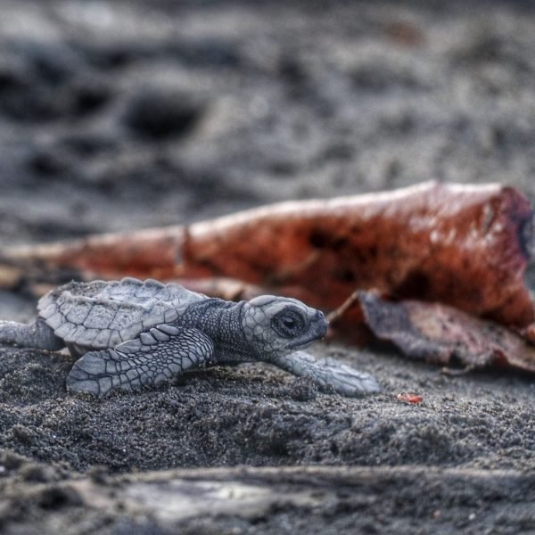 Arribada Ostional(1) Large