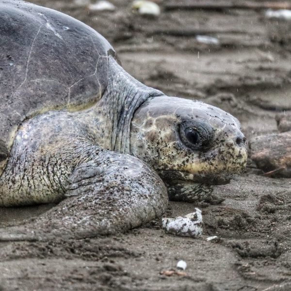 Arribada Ostional(2) Large