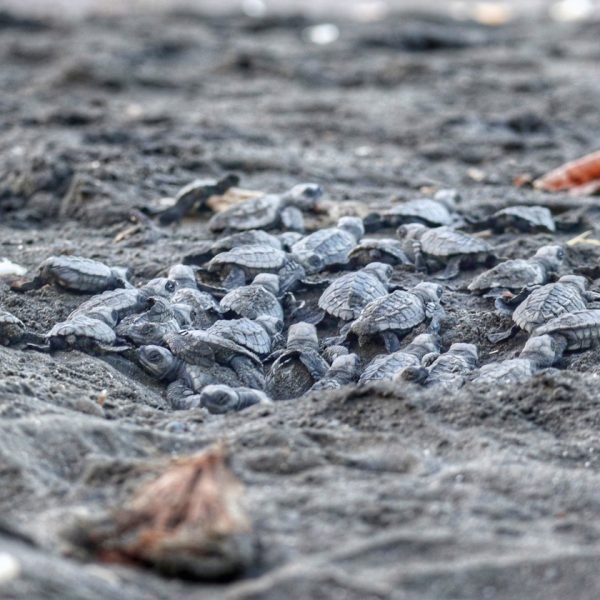 Arribada Ostional(3) Large