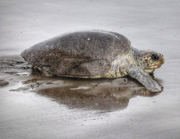 TURTLE NESTING &/OR HATCHING TOUR