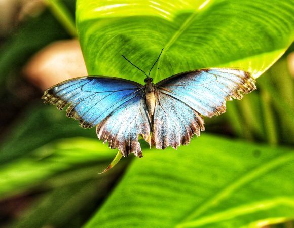 MONTEVERDE CLOUD FOREST - HANGING BRIDGES & BUTTERFLY GARDEN